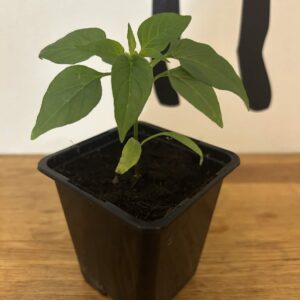 chili de cayenne