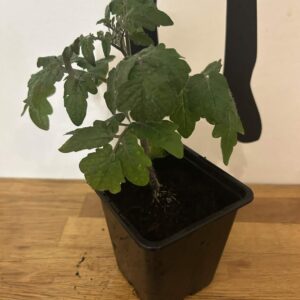 chili de cayenne